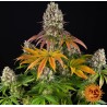 SOUR DIESEL · Barneys Farm · cannabis seeds · Fem