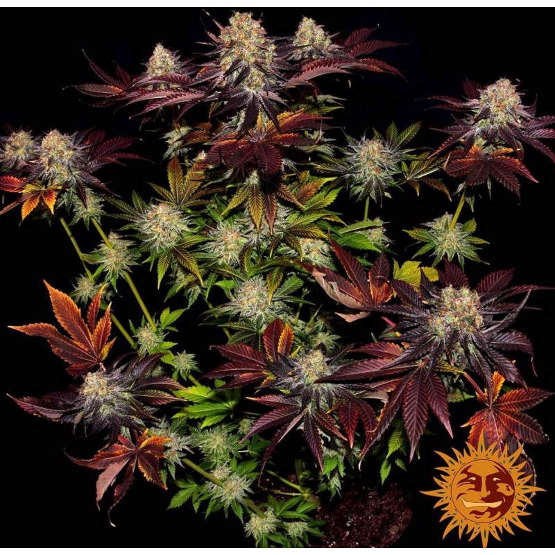 RUNTZ X LAYER CAKE · Barneys Farm · cannabis seeds · Fem
