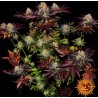 RUNTZ X LAYER CAKE · Barneys Farm · cannabis seeds · Fem