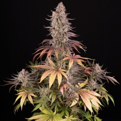 SOUR STRAWBERRY · Barneys Farm · cannabis seeds · Fem