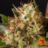 STRAWBERRY LEMONADE · Barneys Farm · semi di canapa · Fem