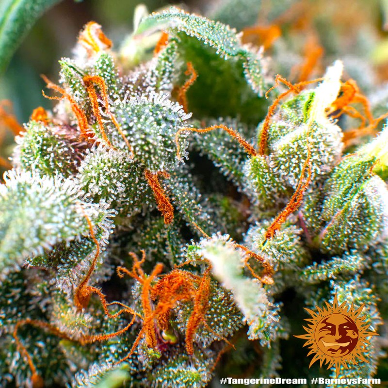 TANGERINE DREAM AUTO · Barneys Farm · semillas de marihuana · AutoFem