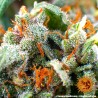TANGERINE DREAM AUTO · Barneys Farm · semillas de marihuana · AutoFem