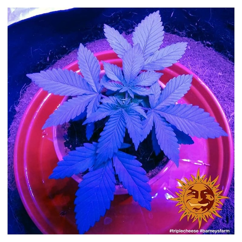 TRIPLE CHEESE · Barneys Farm · cannabis seeds · Fem