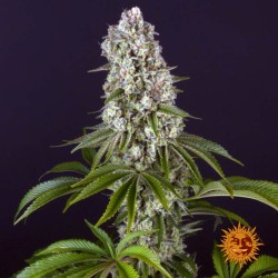 TROPICANNA BANANA · Barneys Farm · semi di canapa · Fem