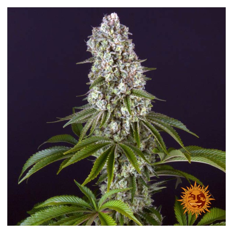 TROPICANNA BANANA · Barneys Farm · semi di canapa · Fem