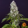 TROPICANNA BANANA · Barneys Farm · semi di canapa · Fem