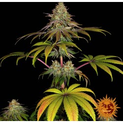 WEDDING CAKE · Barneys Farm · semillas de marihuana · Fem