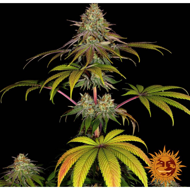WEDDING CAKE · Barneys Farm · semillas de marihuana · Fem