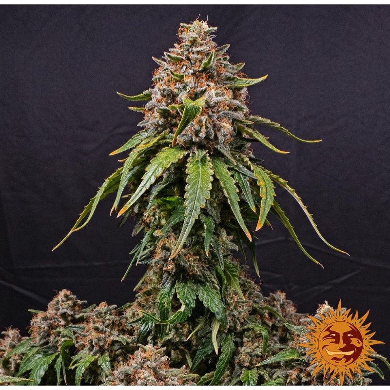 WHITE WIDOW XXL · Barneys Farm · semillas de marihuana · Fem