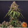 WHITE WIDOW XXL · Barneys Farm · semi di canapa · Fem