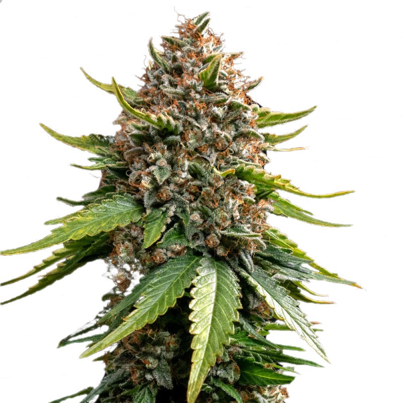 WHITE WIDOW XXL AUTO · Barneys Farm · semillas de marihuana · AutoFem