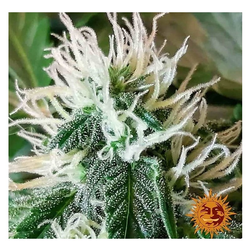 ZKITTLEZ OG AUTO · Barneys Farm · semillas de marihuana · AutoFem