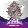 BLUEBERRY · BSF Seeds · semillas de marihuana · Fem