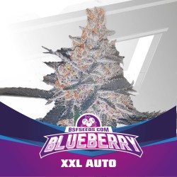 BLUEBERRY XXL AUTO · BSF Seeds · semillas de marihuana · AutoFem