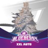 BLUEBERRY XXL AUTO · BSF Seeds · semillas de marihuana · AutoFem