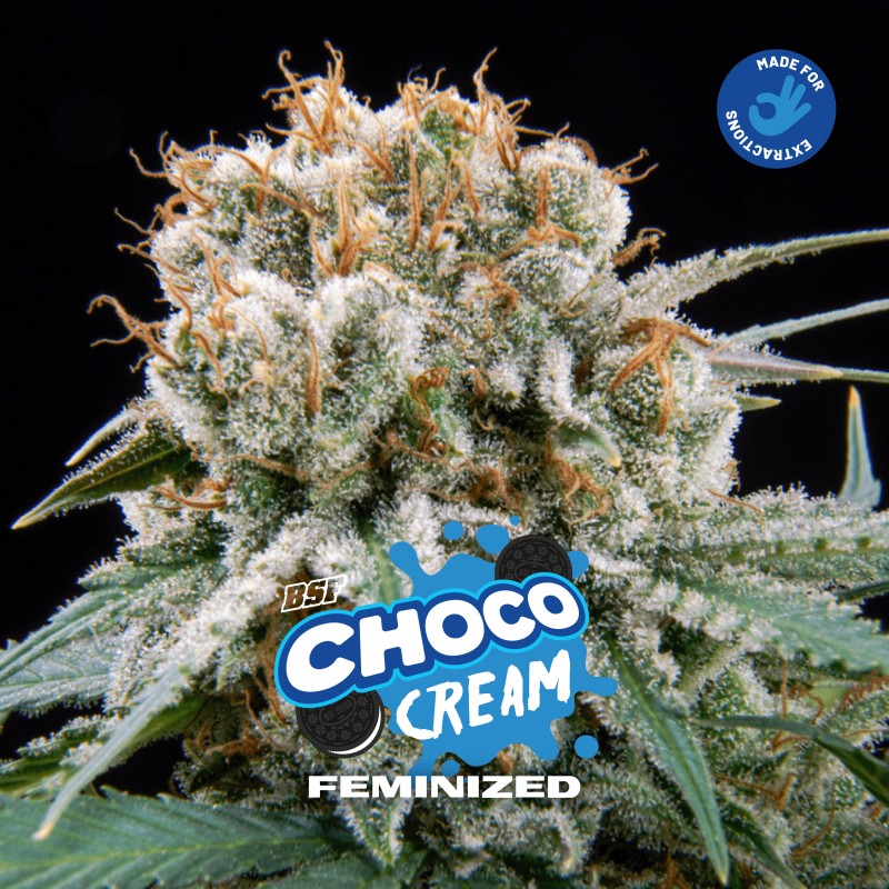 CHOCO CREAM · BSF Seeds · semillas de marihuana · Fem