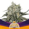 DOUBLE COOKIES · BSF Seeds · cannabis seeds · Fem