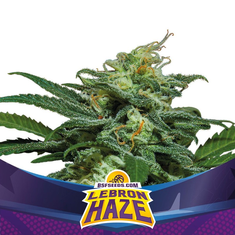 LEBRON HAZE XXL AUTO · BSF Seeds · semillas de marihuana · AutoFem