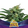 LEBRON HAZE XXL AUTO · BSF Seeds · semillas de marihuana · AutoFem