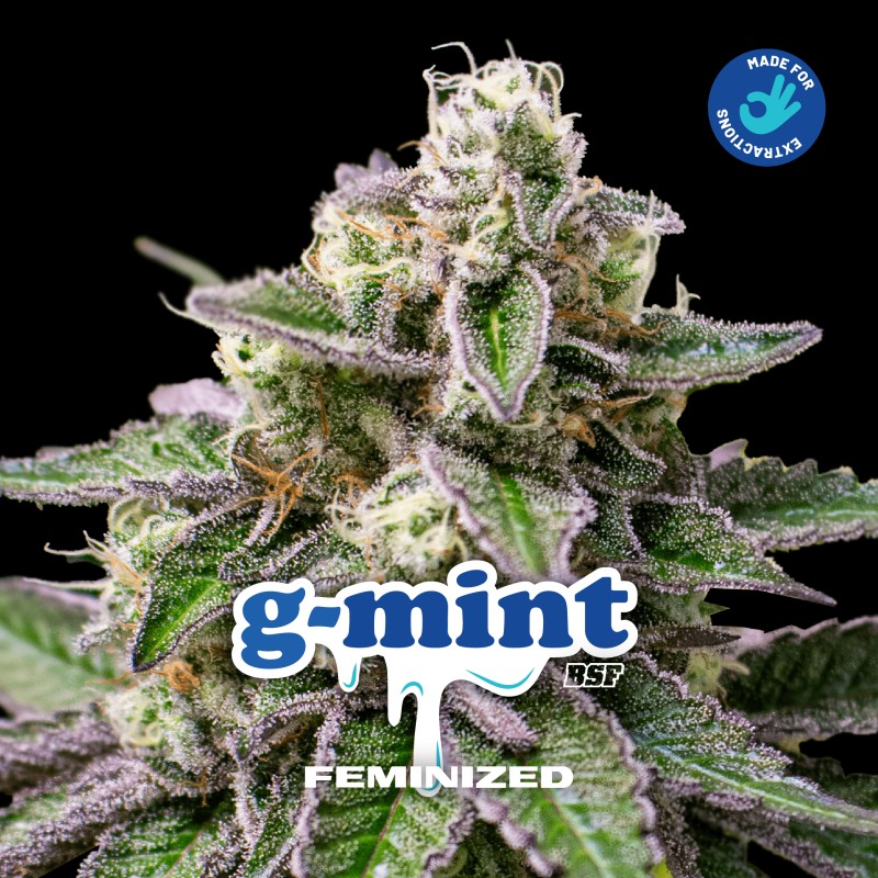 G- MINT · BSF Seeds · semillas de marihuana · Fem