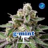 G- MINT · BSF Seeds · semillas de marihuana · Fem