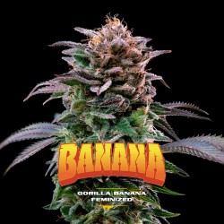 GORILLA BANANA · BSF Seeds · semillas de marihuana · Fem