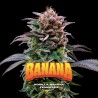 GORILLA BANANA · BSF Seeds · semillas de marihuana · Fem