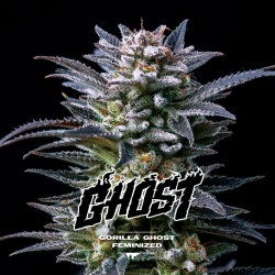 GORILLA GHOST · BSF Seeds · semillas de marihuana · Fem