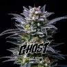 GORILLA GHOST · BSF Seeds · semillas de marihuana · Fem