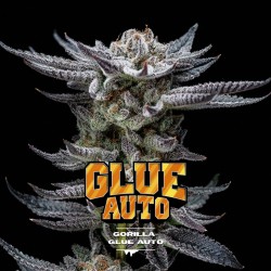 GORILLA GLUE AUTO · BSF Seeds · semillas de marihuana · AutoFem