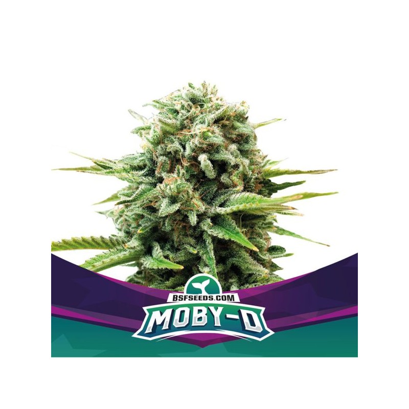 MOBY-D · BSF Seeds · semillas de marihuana · Fem