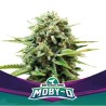 MOBY-D · BSF Seeds · semi di canapa · Fem