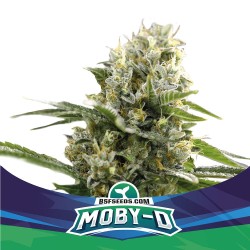 MOBY-D XXL AUTO · BSF Seeds · semillas de marihuana · AutoFem