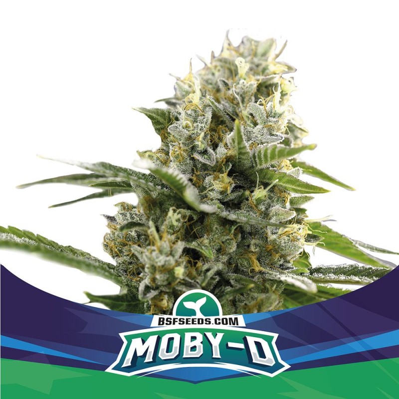 MOBY-D XXL AUTO · BSF Seeds · cannabis seeds · AutoFem