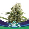 MOBY-D XXL AUTO · BSF Seeds · semillas de marihuana · AutoFem