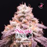 NICOLE PUNCH · BSF Seeds · semillas de marihuana · Fem