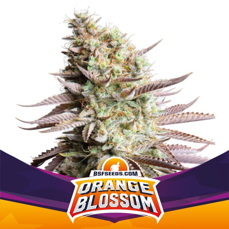 ORANGE BLOSSOM · BSF Seeds · semillas de marihuana · Fem