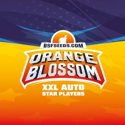 ORANGE BLOSSOM XXL AUTO · BSF Seeds · semi di canapa · AutoFem