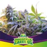 PINEAPPLE LARRY OG · BSF Seeds · semillas de marihuana · Fem