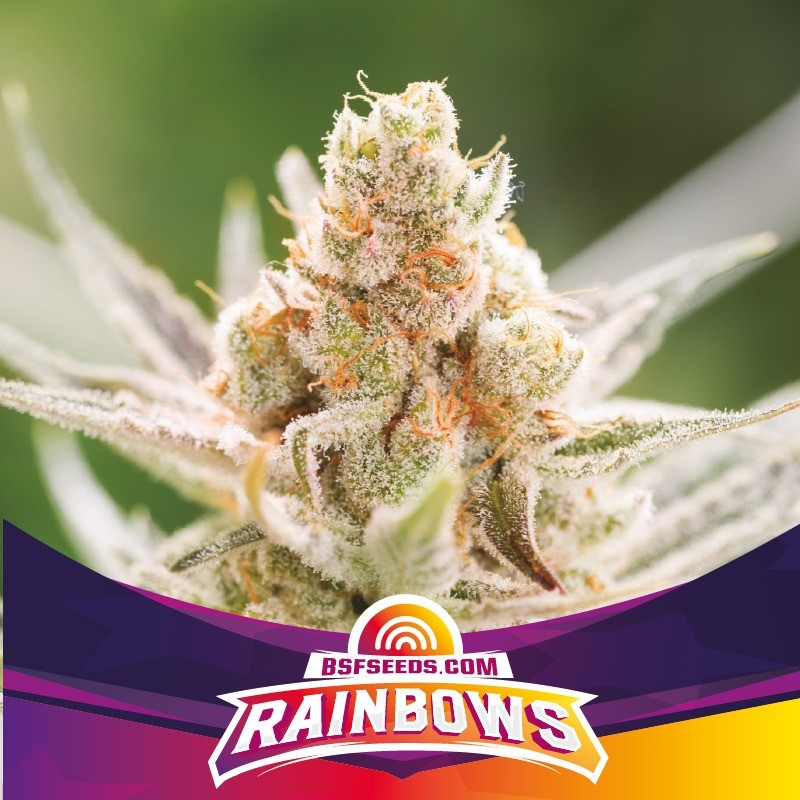 RAINBOWS · BSF Seeds · semillas de marihuana · Fem