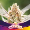 RAINBOWS · BSF Seeds · semillas de marihuana · Fem