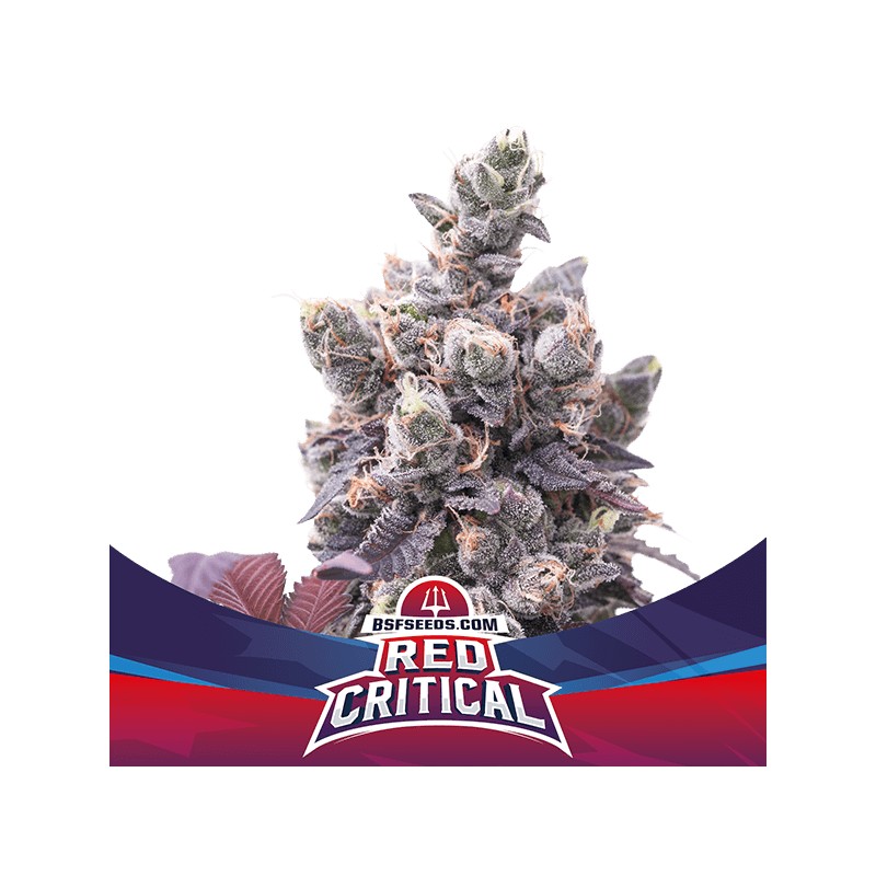 RED CRITICAL AUTO · BSF Seeds · semillas de marihuana · AutoFem