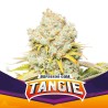 TANGIE · BSF Seeds · semi di canapa · Fem