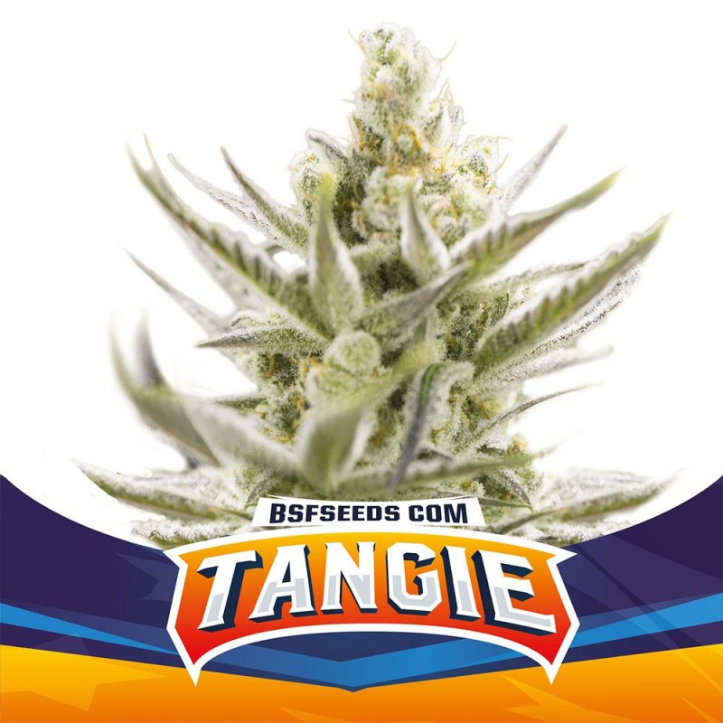TANGIE XXL AUTO · BSF Seeds · semillas de marihuana · AutoFem