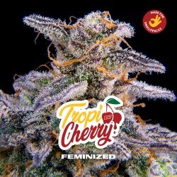 TROPICHERRY · BSF Seeds · semillas de marihuana · Fem