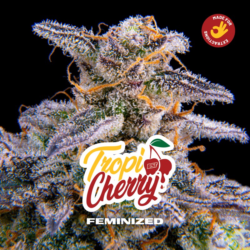 TROPICHERRY · BSF Seeds · semillas de marihuana · Fem