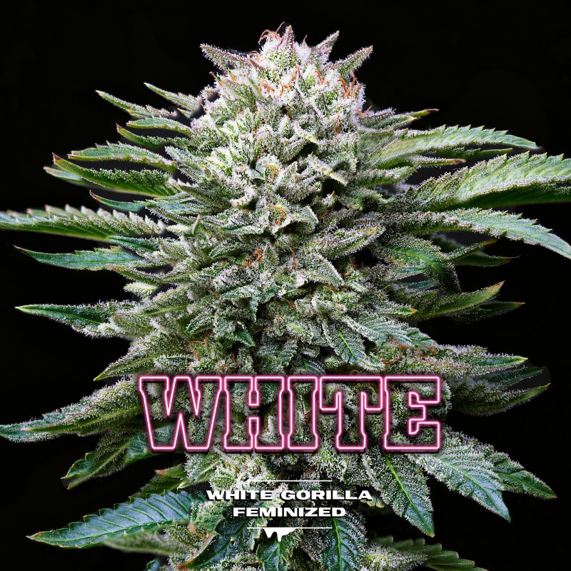 WHITE GORILLA · BSF Seeds · semillas de marihuana · Fem