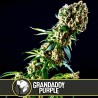 Grandaddy Purple · Blimburn Seeds · semillas de marihuana · Fem