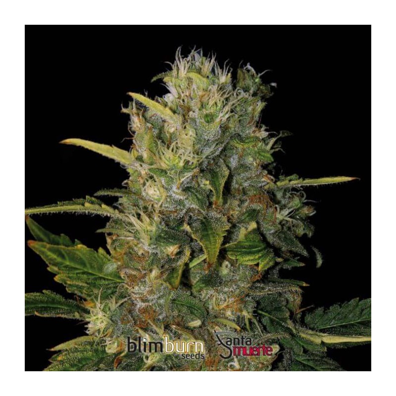 Santa Muerte FB · Blimburn Seeds · semillas de marihuana · Fem